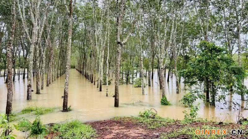 泰国南部洪灾重创橡胶产业，预计减产超4.3万吨